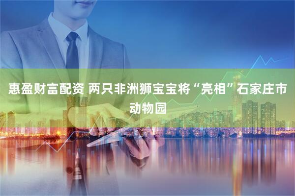 惠盈财富配资 两只非洲狮宝宝将“亮相”石家庄市动物园